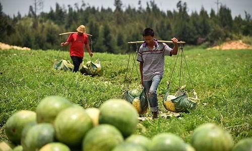 豆官营村吃瓜地点,探寻夏日消暑新地标”