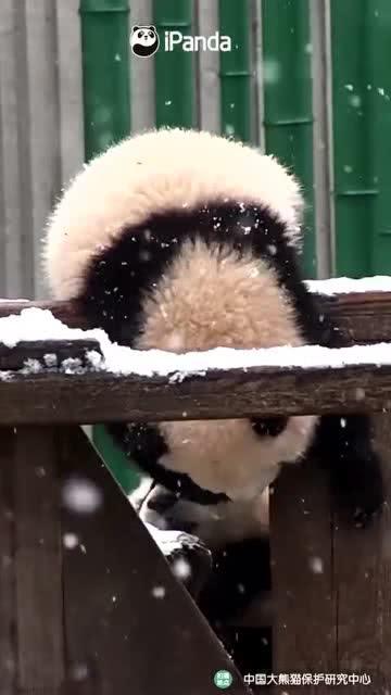 吃瓜小熊订婚,甜蜜瞬间引网友热议