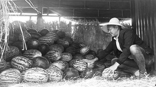 武都网红吃瓜群众事件视频,一场网络舆论的风暴与反思