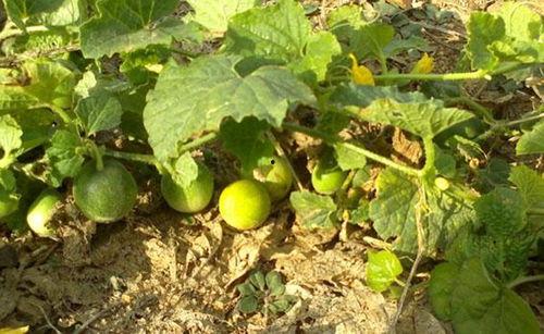 吃华法林可以吃小瓜吗,小瓜可否食用？