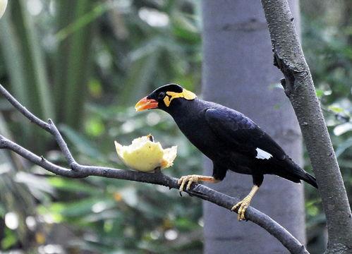 小花爆料了鸟大爷原视频,鸟大爷原视频背后的故事