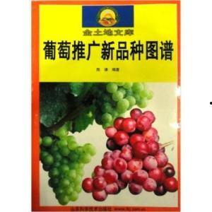 今日头条葡萄品种图片,品种繁多，风味各异