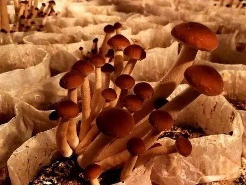 女主播天团吃大瓜,一场惊心动魄的大瓜盛宴