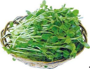 豆苗和角瓜能一起吃吗,豆苗与角瓜的搭配食用探讨